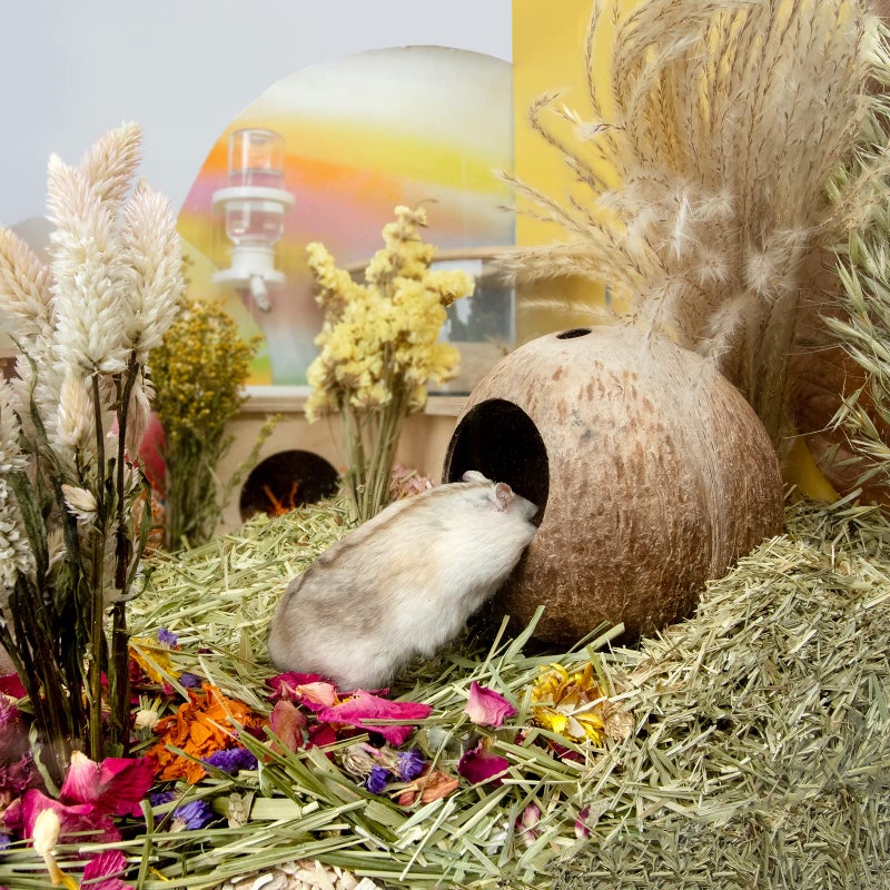 andwe Coconut Hut Hamster House Bed for Gerbils Mice Small Animal Cage Habitat Decor - Image 3